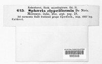 Sphaeria clypeiformis image